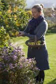 Woman harvesting apple quinces