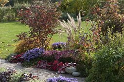 Herbstbeet: Acer palmatum 'Omurayama' (Fächerahorn), Stephanandra