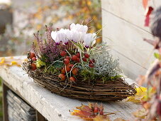 Korb in Boot-Form bepflanzt mit Cyclamen (Alpenveilchen), Calluna