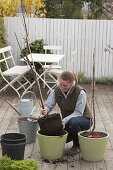 Planting column apples on terrace in tub (1/5)