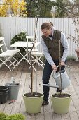 Planting column apples on terrace in containers (3/5)