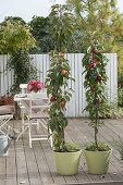 Planting column apples on a terrace in tubs