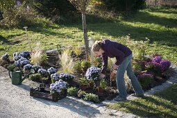 Plant a perennial bed with grasses and tulip bulbs (1/6)