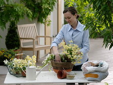 Woman planting basket with Nemesia (Elfenspiegel) and Bacopa