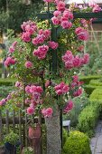 Art garden, climbing roses at the entrance to the cottage garden