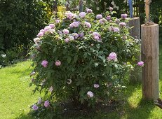 Artist's garden Rosa 'Jacques Cartier'