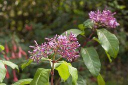 Künstlergarten: Blüten von Fuchsia arborescens