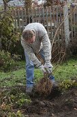 Forsythia (Goldbell) bare-root planting (5/8)