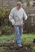 Man planting Japanese fan maple in the border