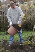 Man plants witch hazel (2/6)