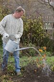 Man plants witch hazel (6/6)