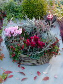 Basket ring as a planted wreath with Cyclamen, Gaultheria