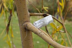 To firmly tie label to woody plants