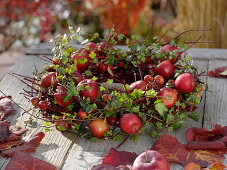 Wreath of Cornus (dogwood twigs), Hedera (ivy tendrils) with apples