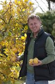 Man holding freshly picked apple quince 'Konstantinopler' (Cydonia oblonga)