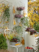 Autumn balcony with Hedera (ivy), Calluna 'Annette', 'Alicia', 'Athene'.