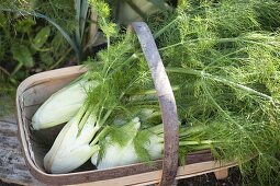 Bauerngarten durchs Jahr - von der Anlage bis zur Ernte