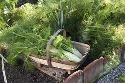 Bauerngarten durchs Jahr, von der Anlage bis zur Ernte