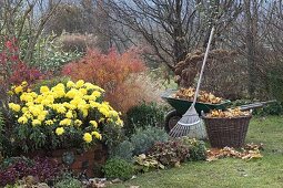 Chrysanthemum indicum 'November Sun', Spiraea