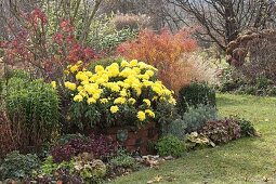 Chrysanthemum indicum 'Novembersonne' (Herbstchrysantheme), Spiraea