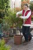 Woman cutting Solanum rantonnetii syn. lycianthes (gentian tree)