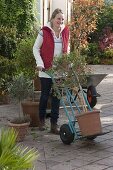 Wife transporting Solanum rantonnetii syn. Lycianthes with pushcart