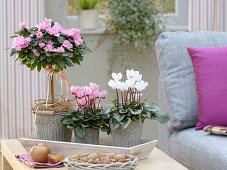 Cyclamen (Alpenveilchen) und Rhododendron simsii (Zimmerazalee)