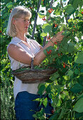 Bean harvest