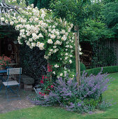 Rosa 'Lykkefund' (rambler rose, climbing rose) single flowering with good fragrance, Nepeta (catmint)