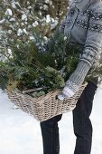 Freshly cut greens for Christmas floristry in basket