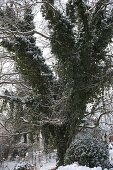 Large tree covered with Hedera (ivy)