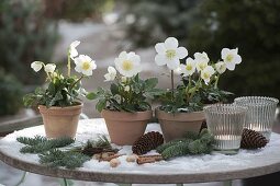 Helleborus niger 'Josef Lemper' (Christmas rose) in clay pots