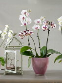 Phalaenopsis (Malayenblume, Schmetterlingsorchidee) in Glastopf
