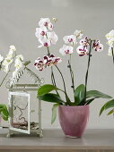 Phalaenopsis (Malay flower, butterfly orchid) in glass pot