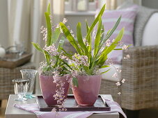 Oncidium ornitorhynchum 'Tiny Twinkle Rosa' (Duft-Orchidee)