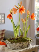 Hippeastrum 'Orange Souvereign' (Amaryllis)