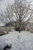 Snowy garden with walnut tree (Juglans regia)