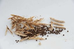 Seeds of Lathyrus odoratus (sweet peas)