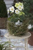 Christmas rose in a planter made of pine needles (4/4)