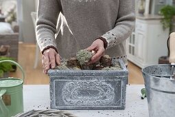 Plant amaryllis in grey box (5/6)