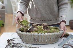 Plant amaryllis in rustic bowl (4/5)