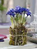 Iris reticulata (Netziris), Glas mit flechtenbewachsenen Ästen eingebunden