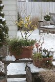 Hamamelis 'Arnold Promise' (Zaubernuss), Galanthus (Schneeglöckchen)