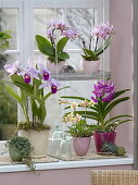 Orchid window with Cattleya trianae, Phalaenopsis 'Table Dance'