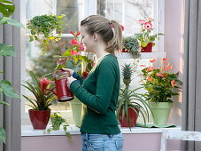 Rotes Fenster mit Anthurium andreanum 'Vito', 'Amalia Orange'