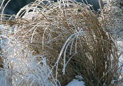 Gräser (Miscanthus) mit Rauhreif