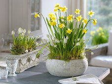 Narcissus cyclamineus 'Tete a Tete' (Daffodils), Muscari armeniacum