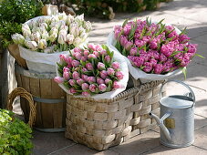Baskets with Tulipa 'Dynasty' pink, 'Carneval de Nice' red-white, 'Dior'