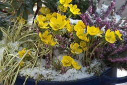 Eranthis (Winterlinge), Erica carnea (Schneeheide), Carex 'Supergold'