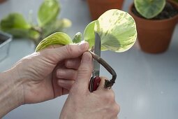 Stecklinge schneiden von Peperomia Obtusifolia 'Marble' (Zierpfeffer)